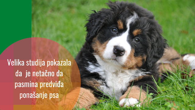 Pasmina nije dobar prediktor ponašanja pasa