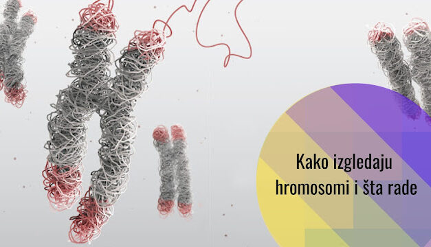 Kako izgledaju hromosomi (kromosomi): hromatin, hromatide, hromosomi – šta je šta?