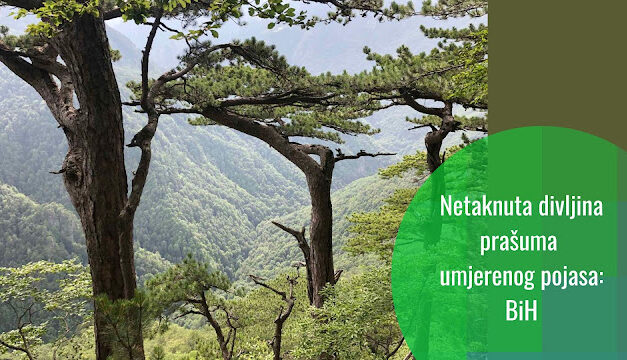 Prašume: zeleno blago Bosne i Hercegovine