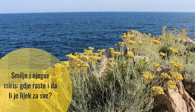 Mediteranske biljke: smilje, kralj sunca i besmrtnosti