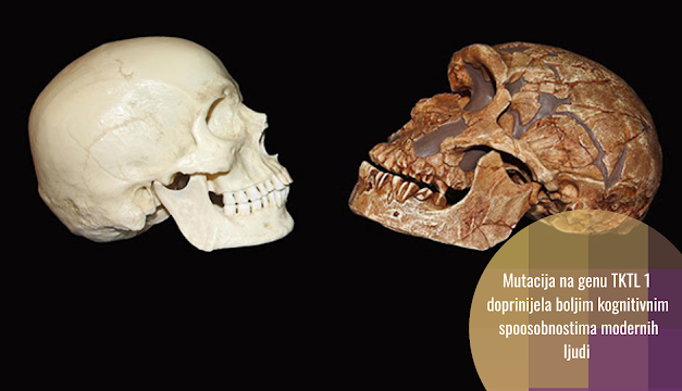 Gen koji je napravio razliku između neandertalaca i modernih ljudi