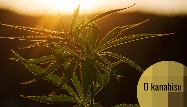 Medicinski kanabis, legalizacija i druga pitanja: terapije multiple skleroze i raka, koliko dokaza ima?