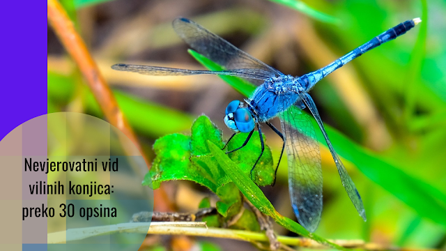 Nevjerovatni vid vilinih konjica