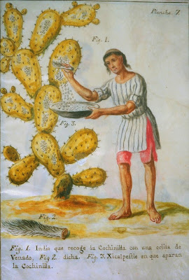 "Indian collecting cochineal" by José Antonio de Alzate y Ramírez (1737 – 1799). - Newberry Library: Vault Ayer MS 1031.Licensed under PublicDomainviaWikimediaCommons http://commons.wikimedia.org/wiki/File:Indian_collecting_cochineal.jpg#/media/File:Indian_collecting_cochineal.jpg