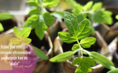 Biljke pod stresom “plaču”
