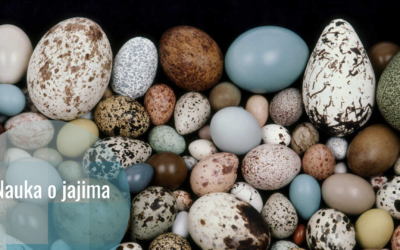 Jaja naša nasušna: 17 činjenica o jajima