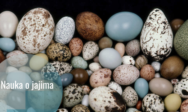 Jaja naša nasušna: 17 činjenica o jajima
