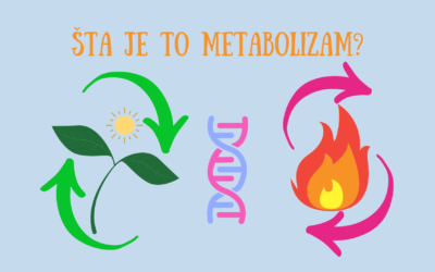 Metabolizam: šta je to?