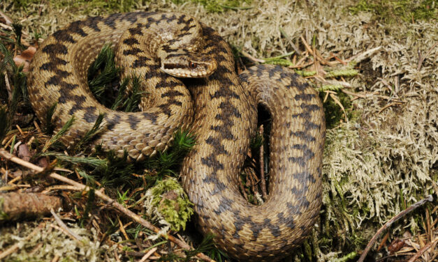 Herpetologija za početnike: beznogi gušteri, neotrovne i otrovne zmije