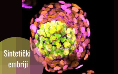 Sintetički embriji – a šta ćemo s njima?