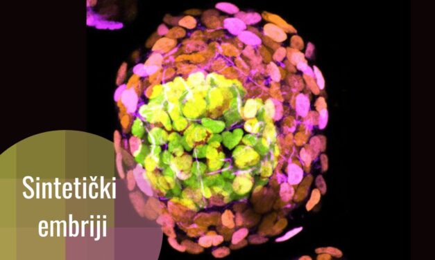 Sintetički embriji – a šta ćemo s njima?