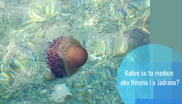 Koje su to meduze koje su se pojavile u Neumu i koliko su opasne? Mediteranska meduza