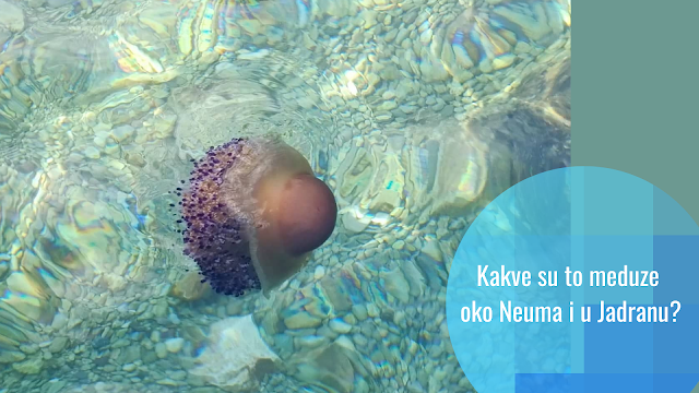 Koje su to meduze koje su se pojavile u Neumu i koliko su opasne? Mediteranska meduza