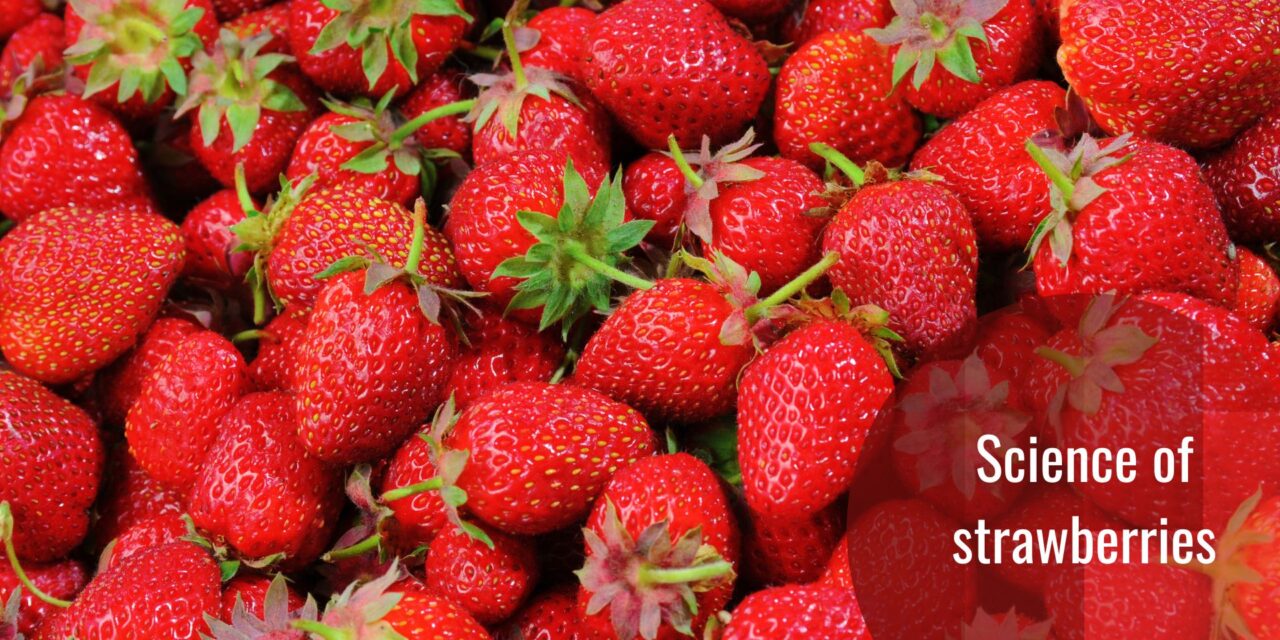 Strawberries: A Slightly Different View