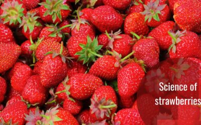 Strawberries: A Slightly Different View