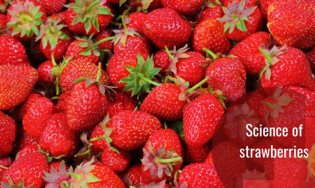 Strawberries: A Slightly Different View