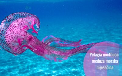 Žaoka boje sljeza: meduza noćna mjesečina