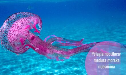 Žaoka boje sljeza: meduza noćna mjesečina