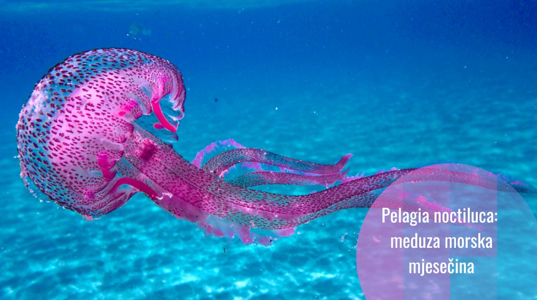 Žaoka boje sljeza: meduza noćna mjesečina