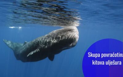 Kako je probavni problem kitova ulješura postao cijenjen u industriji parfema: ambergris