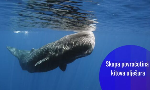 Kako je probavni problem kitova ulješura postao cijenjen u industriji parfema: ambergris