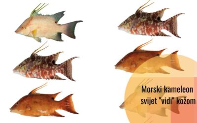 Riba – morski kameleon može “vidjeti” putem svoje kože