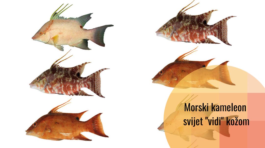 Riba – morski kameleon može “vidjeti” putem svoje kože