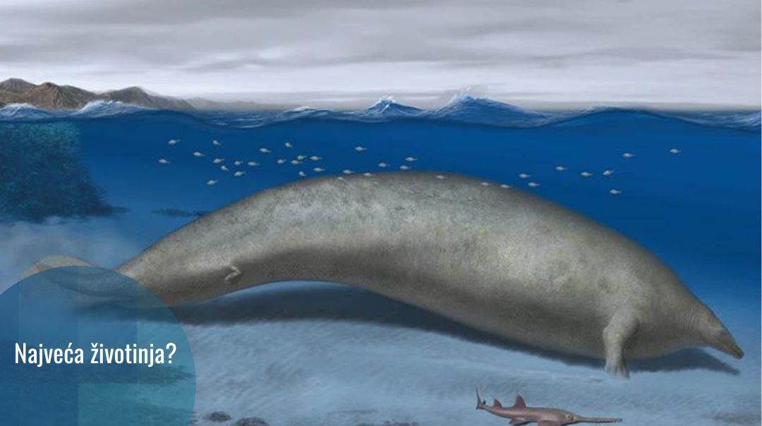 Izumrli kit Perucetus colossus je vjerovatno najveća životinja koja je ikad živjela na Zemlji