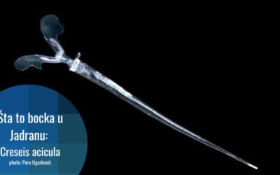Creseis acicula: morski pužić zbog kojeg kupači imaju probleme