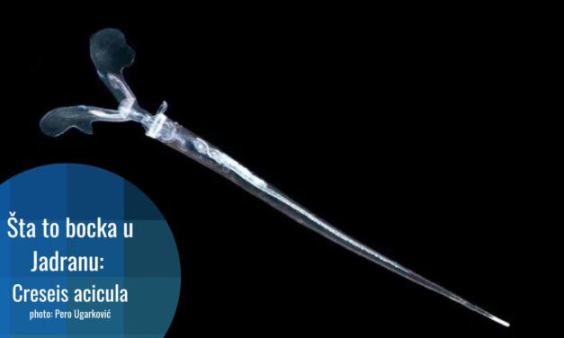 Creseis acicula: morski pužić zbog kojeg kupači imaju probleme