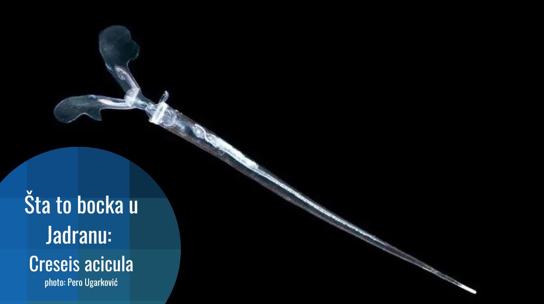 Creseis acicula: morski pužić zbog kojeg kupači imaju probleme