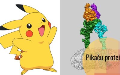Pikačurin – Pikaču protein važan za vid