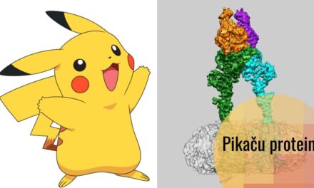 Pikačurin – Pikaču protein važan za vid