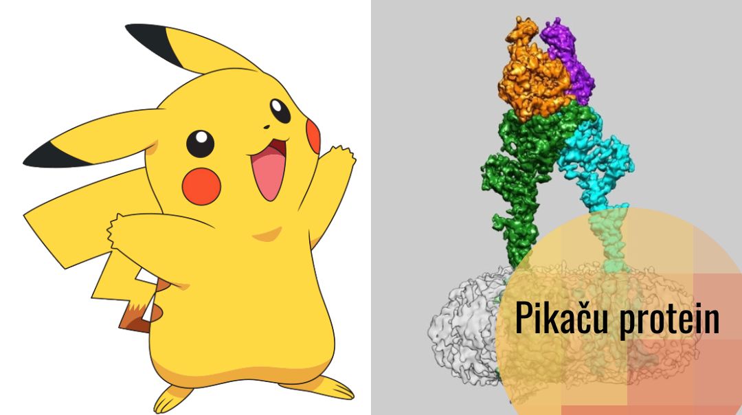 Pikačurin – Pikaču protein važan za vid