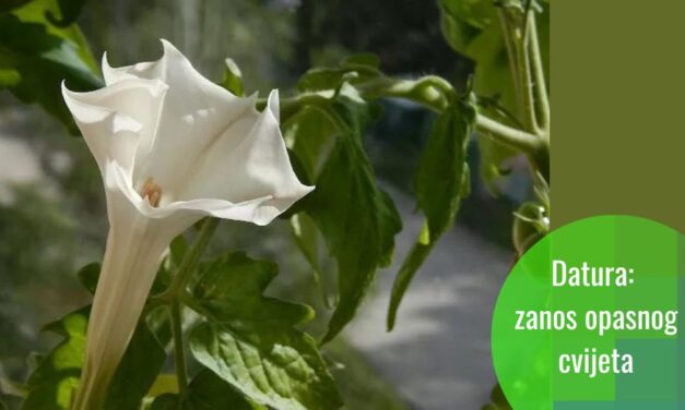 Voodoo sastojak parfema: datura