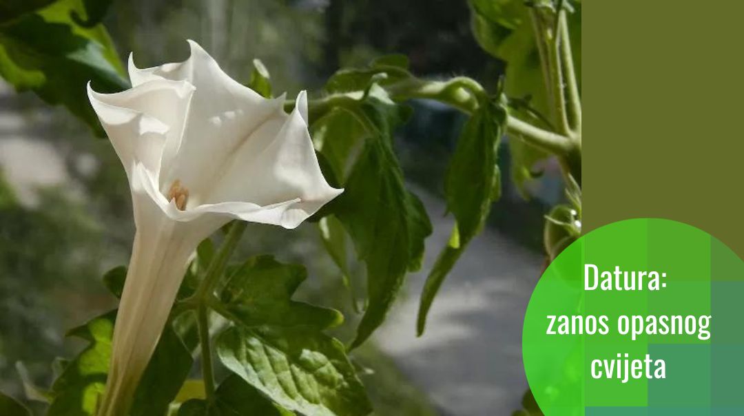 Voodoo sastojak parfema: datura