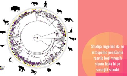 Istospolno seksualno ponašanje: evolucija i razlozi evolucije kod sisara