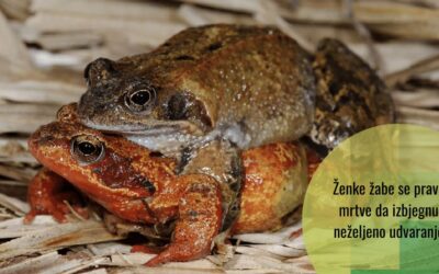 Nećete vjerovati šta ženke žaba rade kako bi izbjegle neželjeno udvaranje
