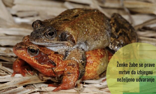 Nećete vjerovati šta ženke žaba rade kako bi izbjegle neželjeno udvaranje