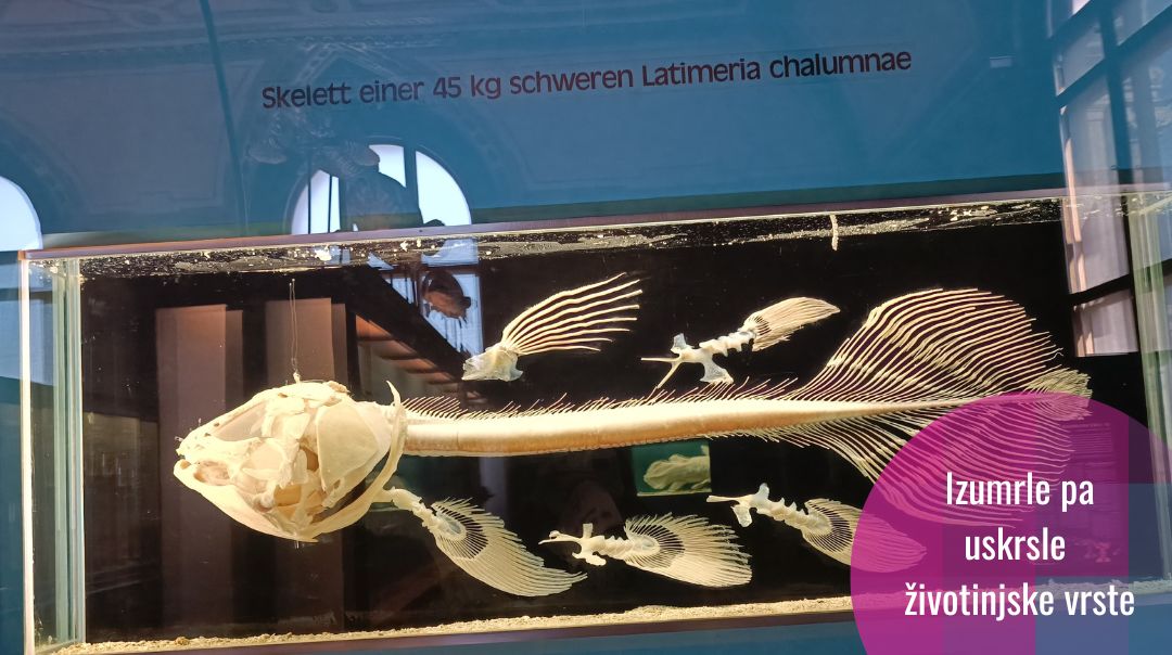 Lazareve životinje – povratak otpisanih