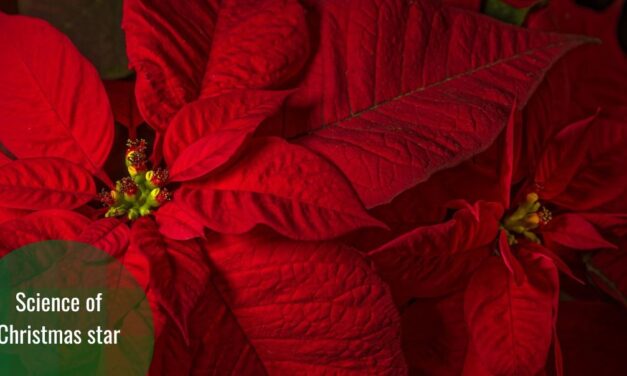 Christmas Star: Ornamental Plant and pH Indicator