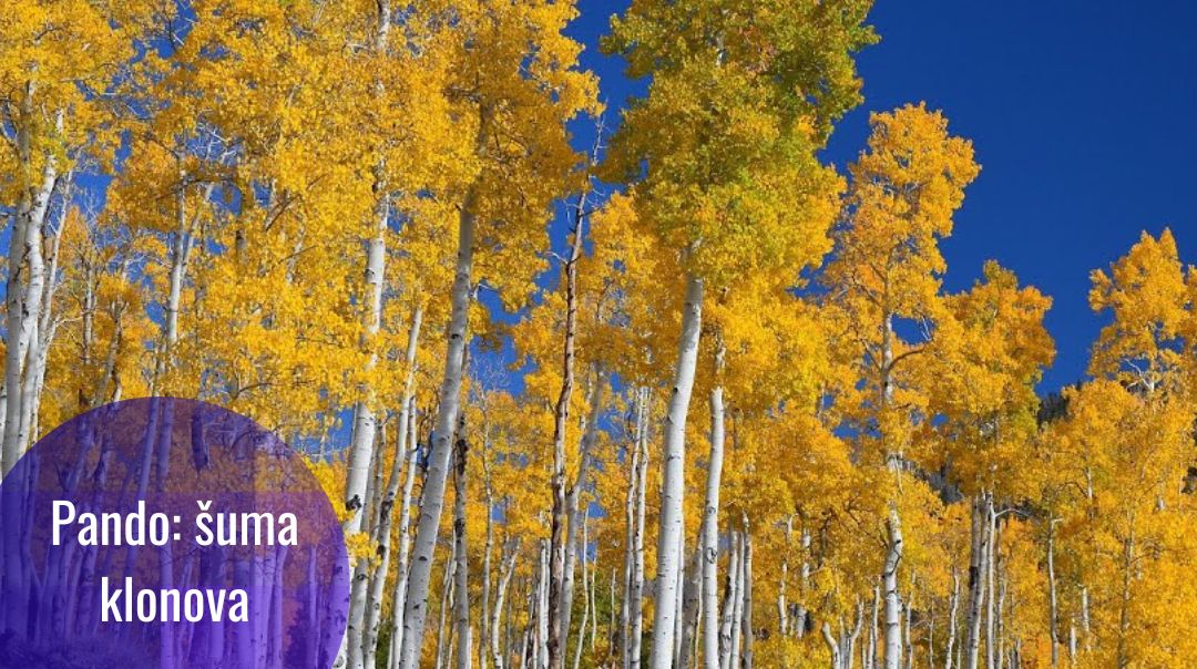 Pando: šuma od jednog jedinog drveta