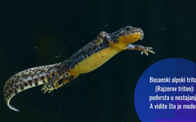 Otkrivanje posljednjih utočišta: borba za opstanak bosanskog alpskog tritona na Vranici