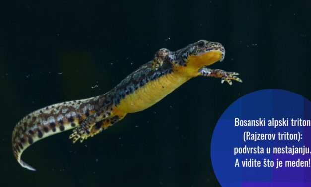 Otkrivanje posljednjih utočišta: borba za opstanak bosanskog alpskog tritona na Vranici