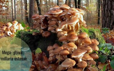 Armillaria ostoyae: gigant u živom svijetu