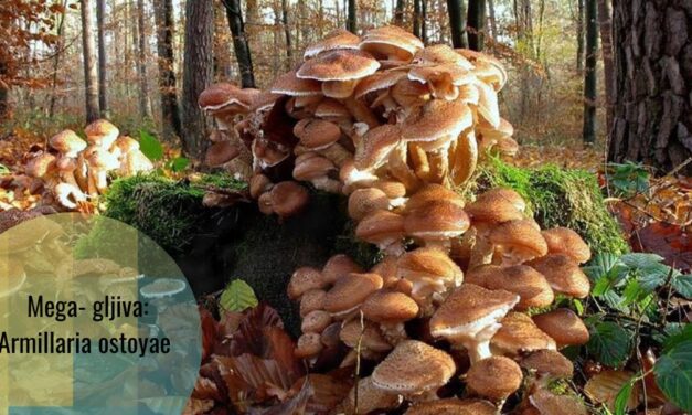 Armillaria ostoyae: gigant u živom svijetu