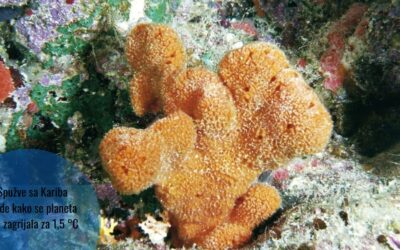 Kontroverzna studija na morskim spužvama pokazala kako se svijet već zagrijao za 1,5 °C
