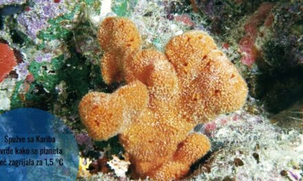 Kontroverzna studija na morskim spužvama pokazala kako se svijet već zagrijao za 1,5 °C