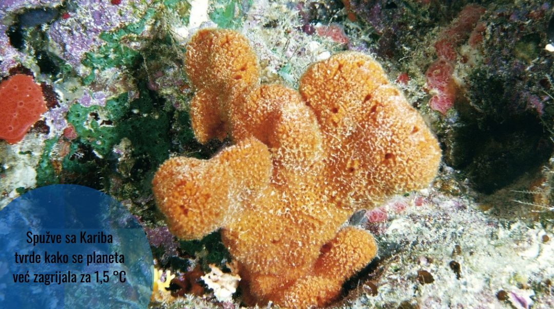 Kontroverzna studija na morskim spužvama pokazala kako se svijet već zagrijao za 1,5 °C