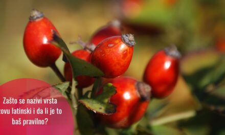 Latinski ili naučni/znanstveni naziv?